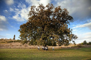 Quercia secolare Miglionico